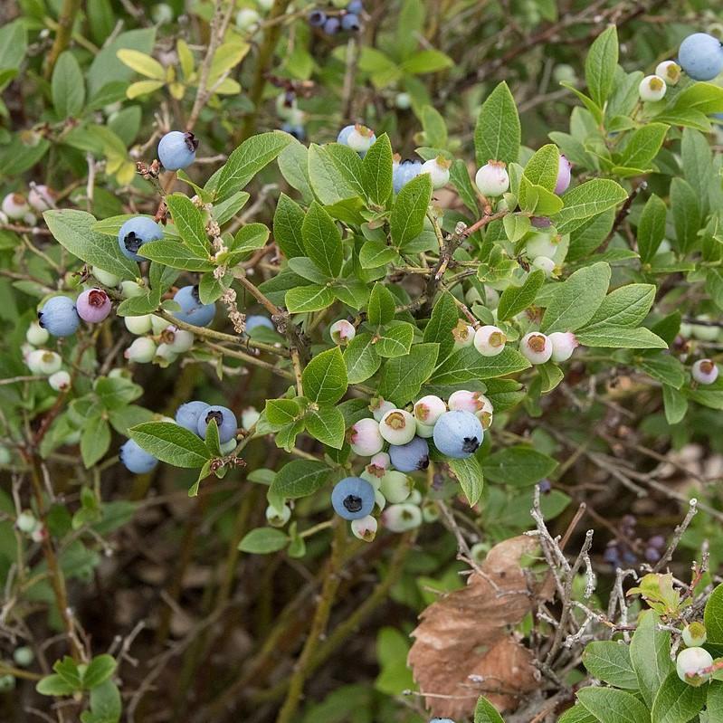 Blueberry, Lowbush Blueberry