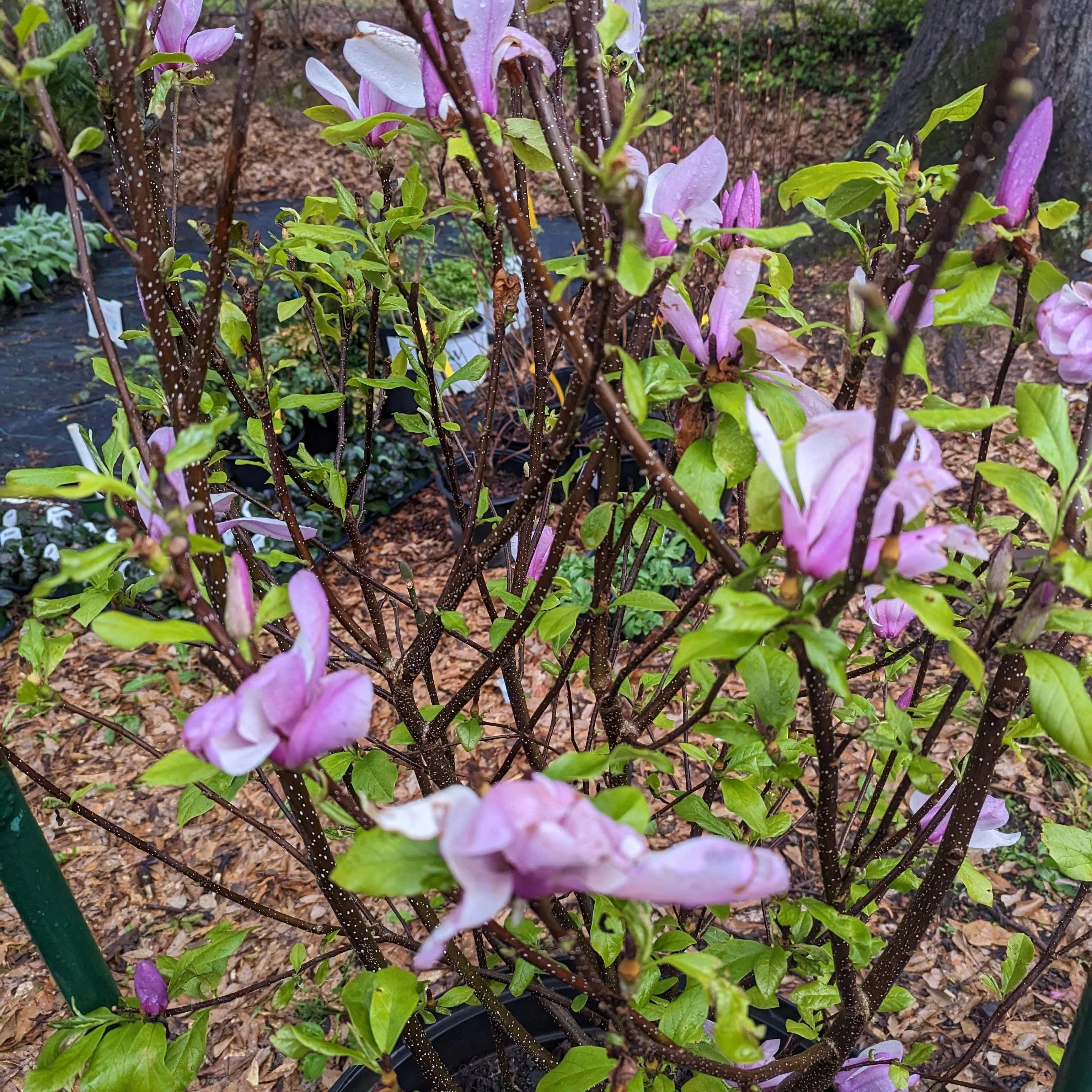 Magnolia, Saucer 'Jane' Magnolia - Image 3