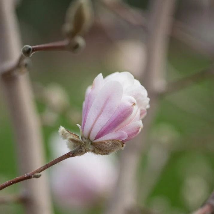 Magnolia, First Editions® Centennial Blush Star Magnolia - Image 3