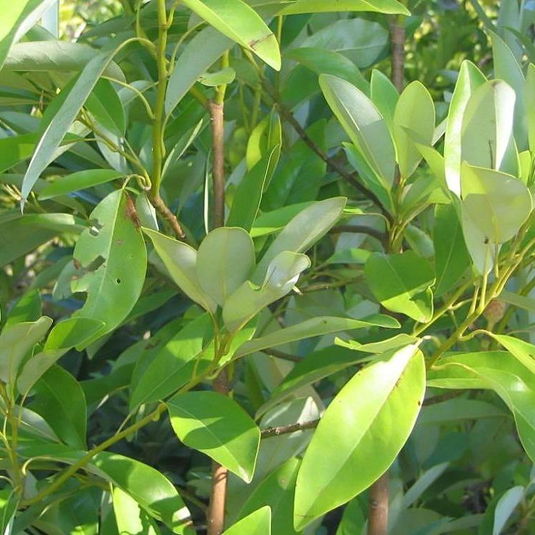 Magnolia, Moonglow Sweetbay Magnolia - Image 2