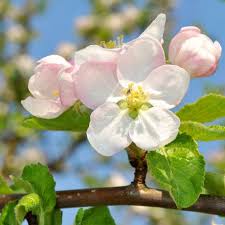 Apple, SnowSweet Apple, 7 gal (5-6 ft) - Image 3