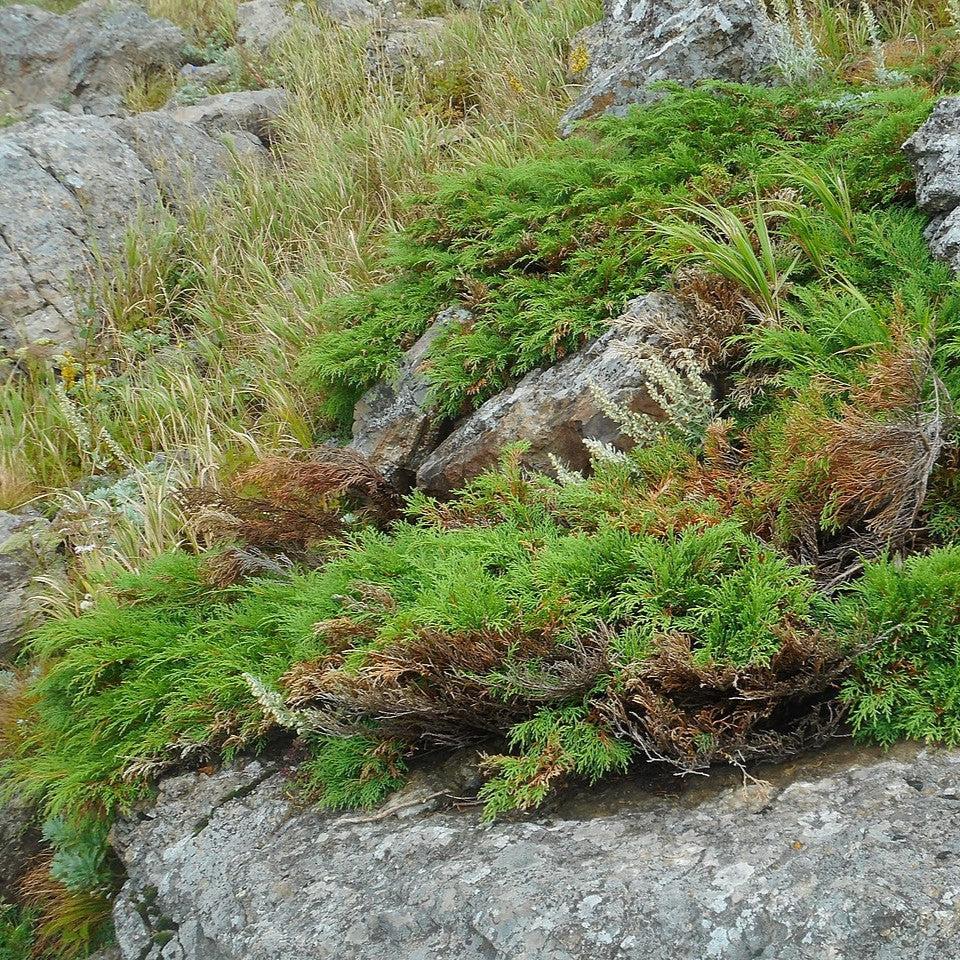 Cypress, Siberian Cypress, Russian Arborvitae - Image 3