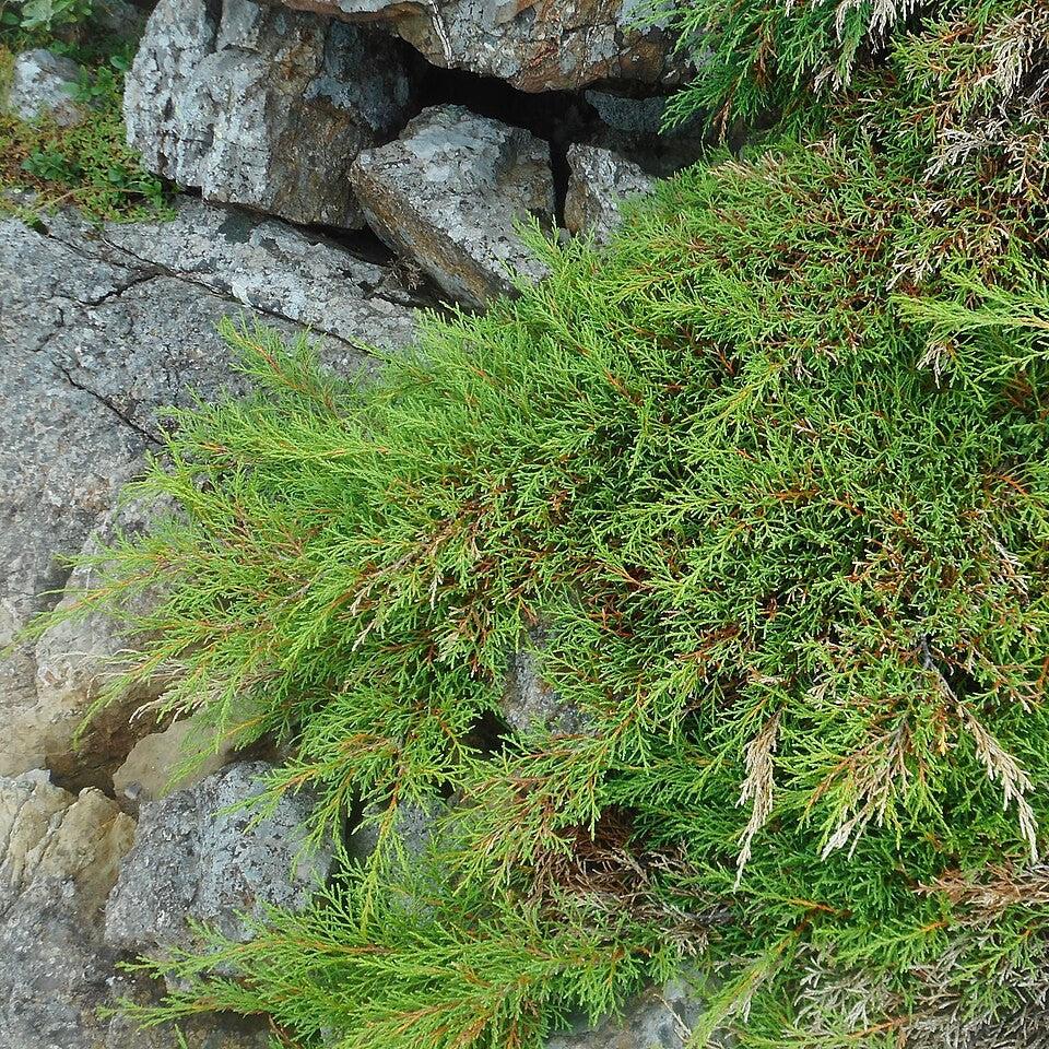 Cypress, Siberian Cypress, Russian Arborvitae - Image 4