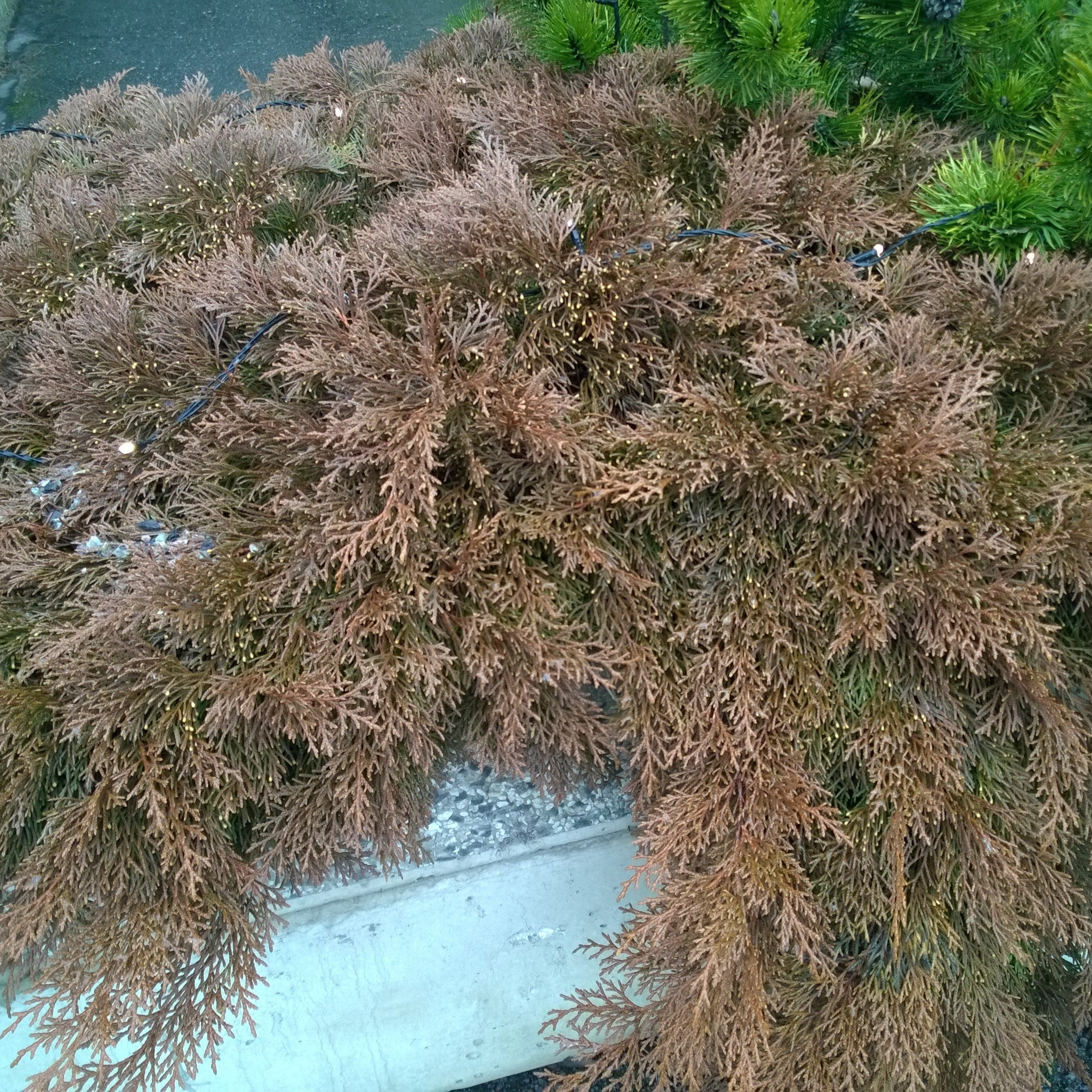 Cypress, Siberian Cypress, Russian Arborvitae - Image 5