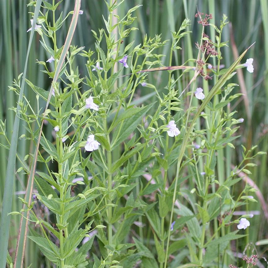 Monkey Flower, Allegheny Monkey Flower - Image 2