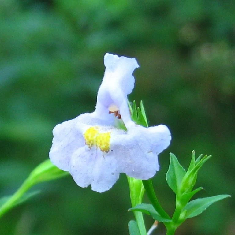 Monkey Flower, Allegheny Monkey Flower - Image 3