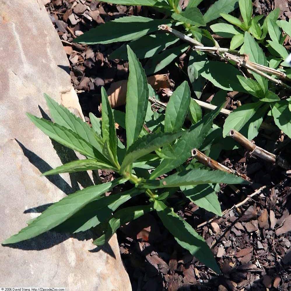 Monkey Flower, Allegheny Monkey Flower - Image 4