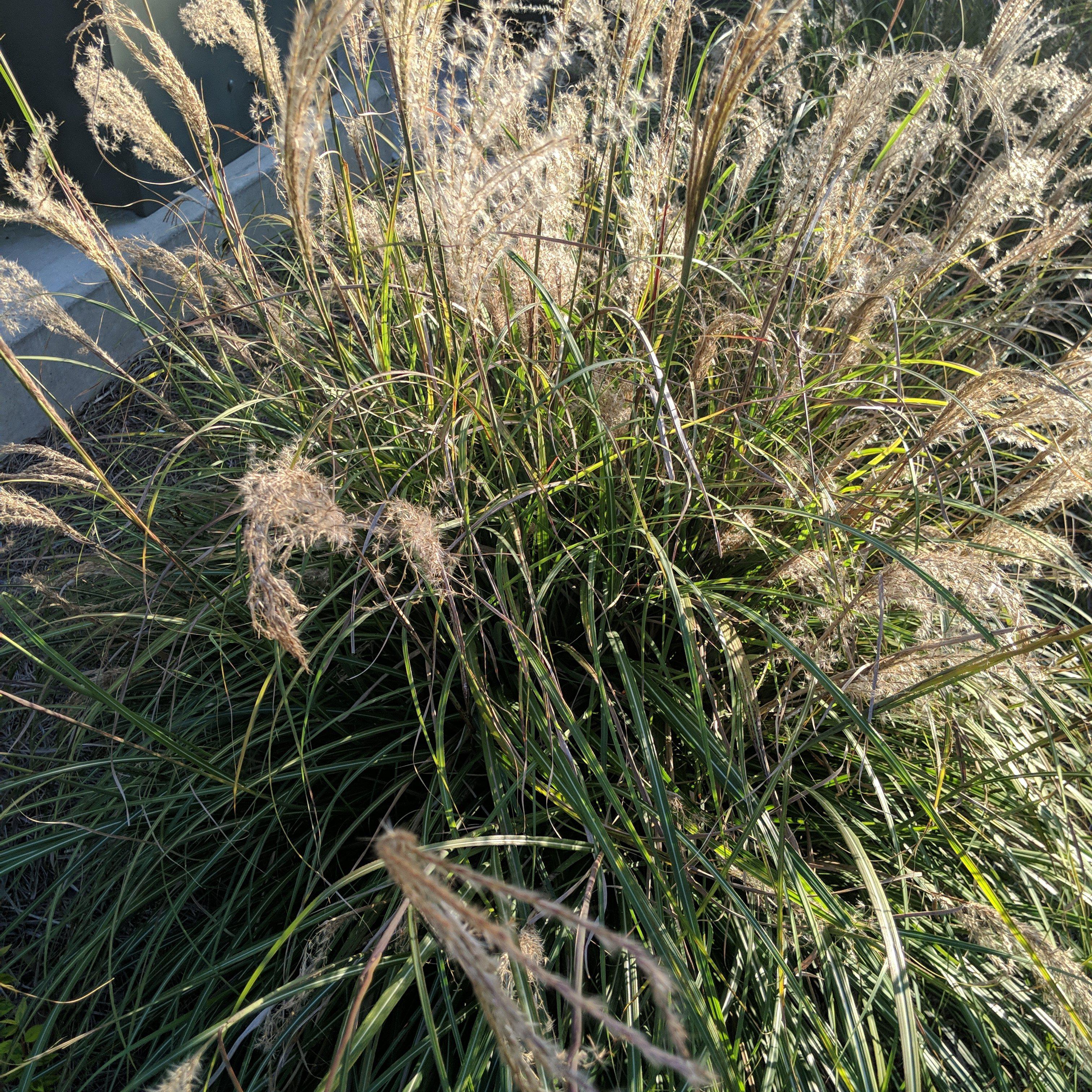 Grass, Adagio Maiden Grass - Image 2