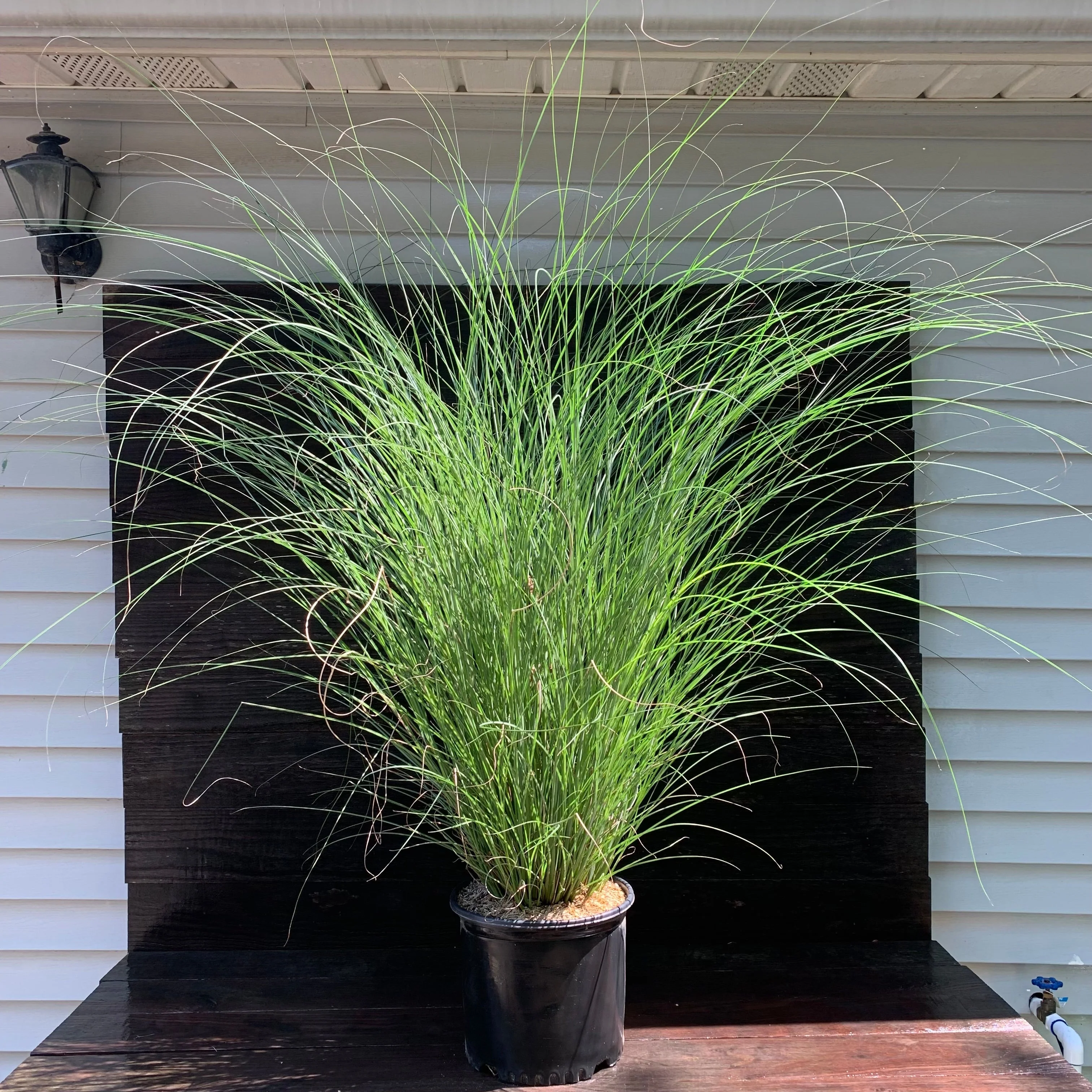 Grass, Maiden Grass - Image 2