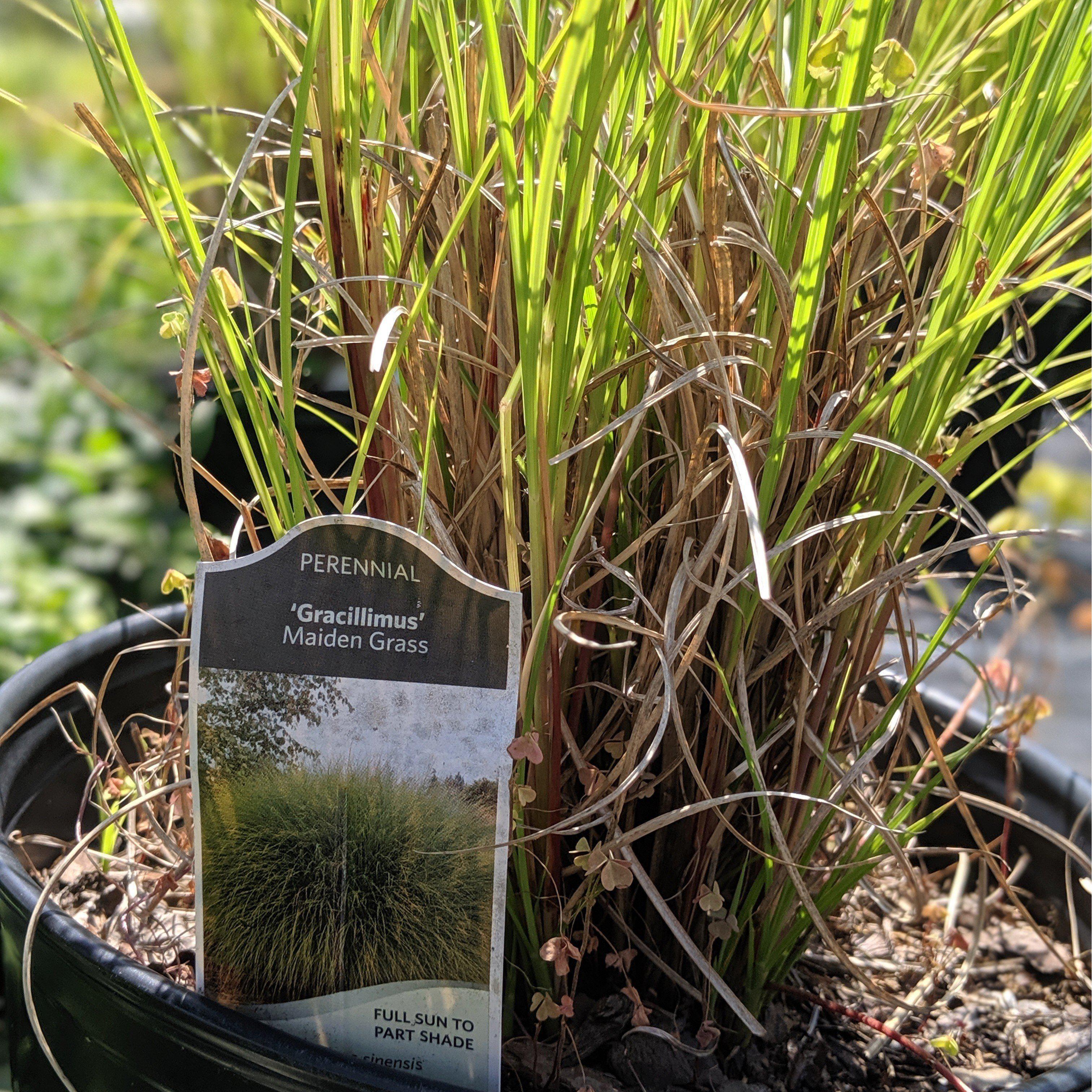 Grass, Maiden Grass - Image 6