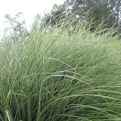 Grass, Morning Light Maiden Grass - Image 2