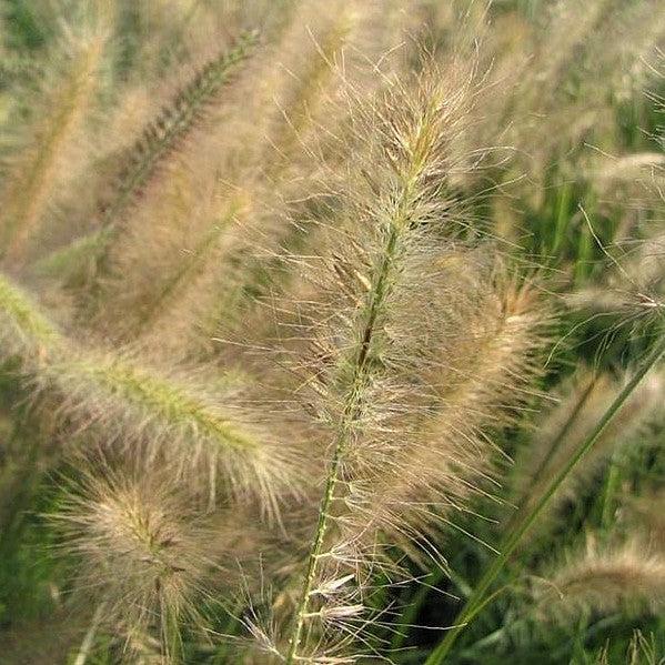 Grass, Morning Light Maiden Grass - Image 4