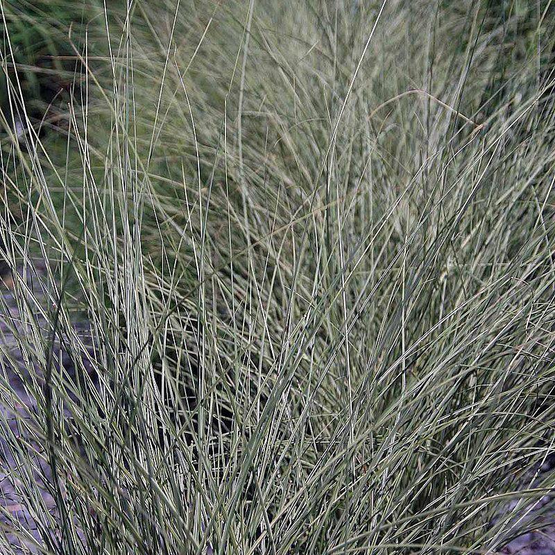 Grass, Morning Light Maiden Grass - Image 5