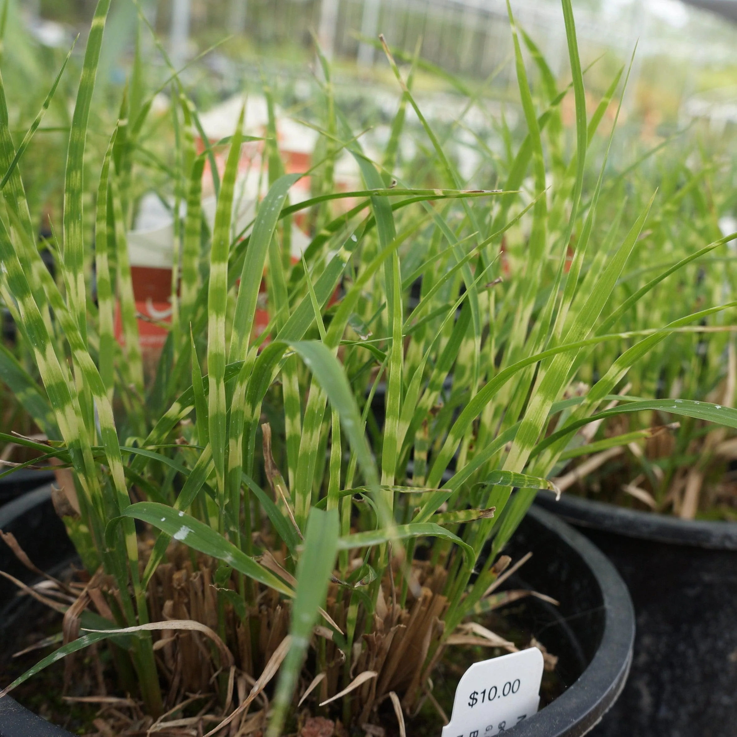 Grass, Bandwidth Maiden Grass