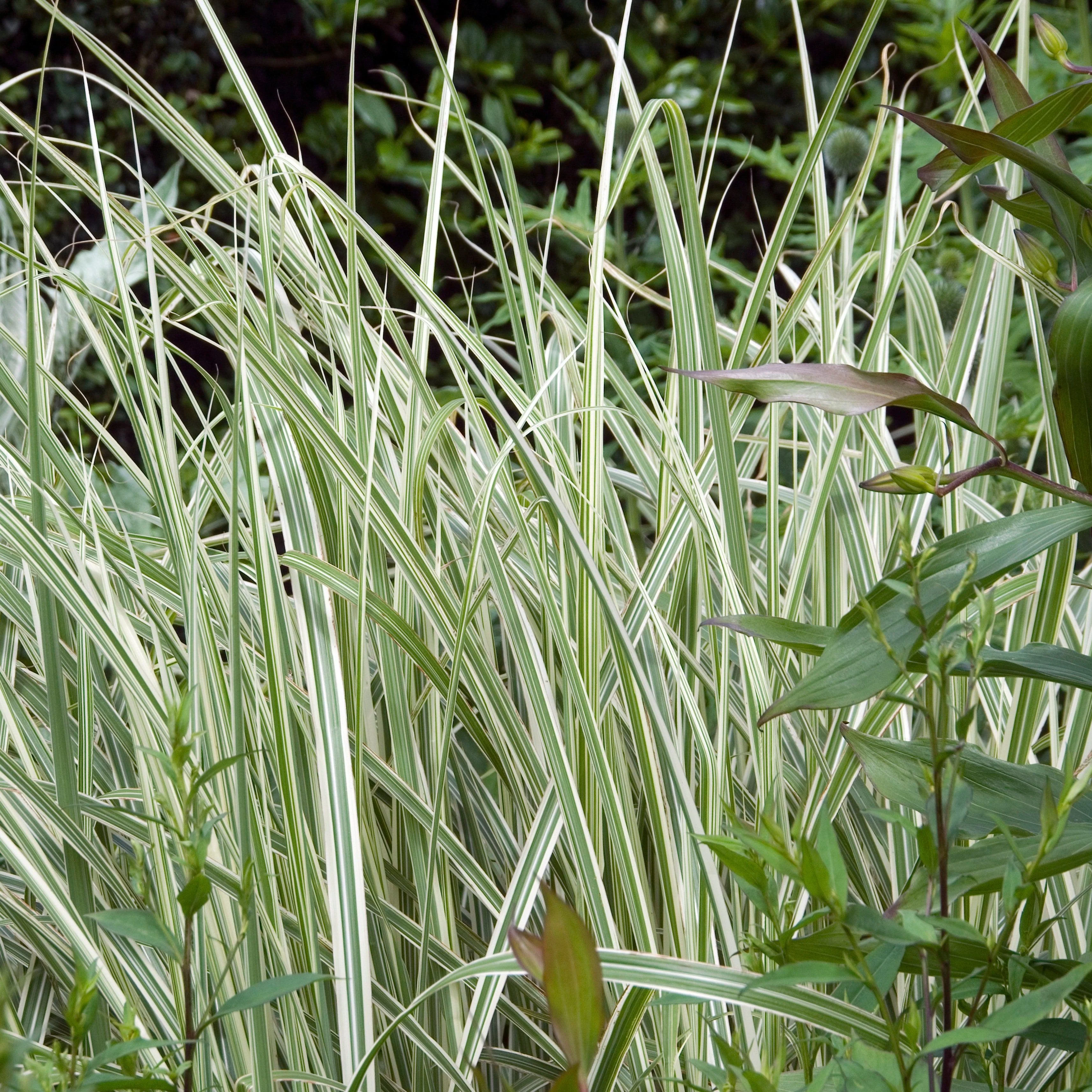 Grass, Rigoletto Maiden Grass