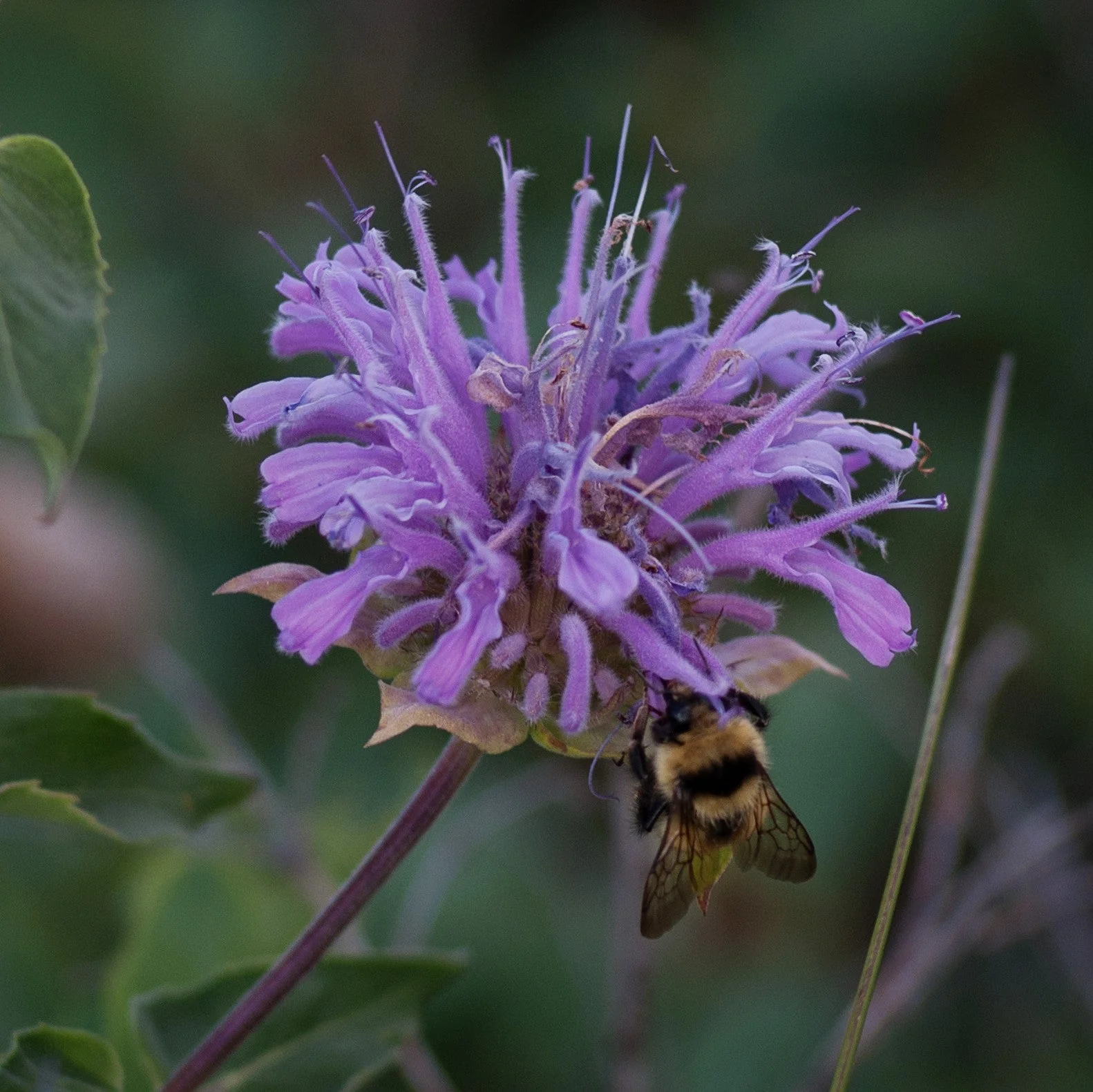 Bee Balm, Sugar Buzz® Blue Moon Bee Balm - Image 3