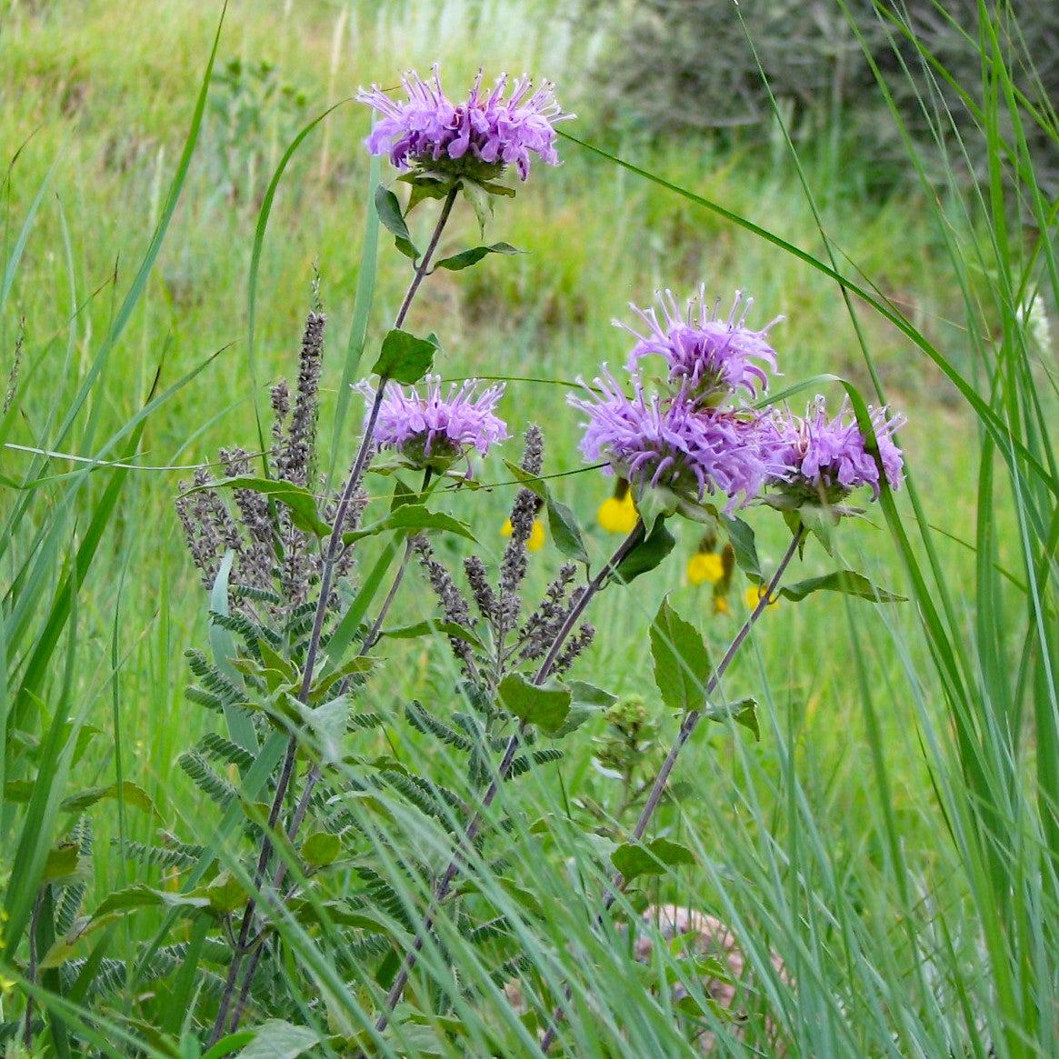 Bee Balm, Sugar Buzz® Blue Moon Bee Balm - Image 4