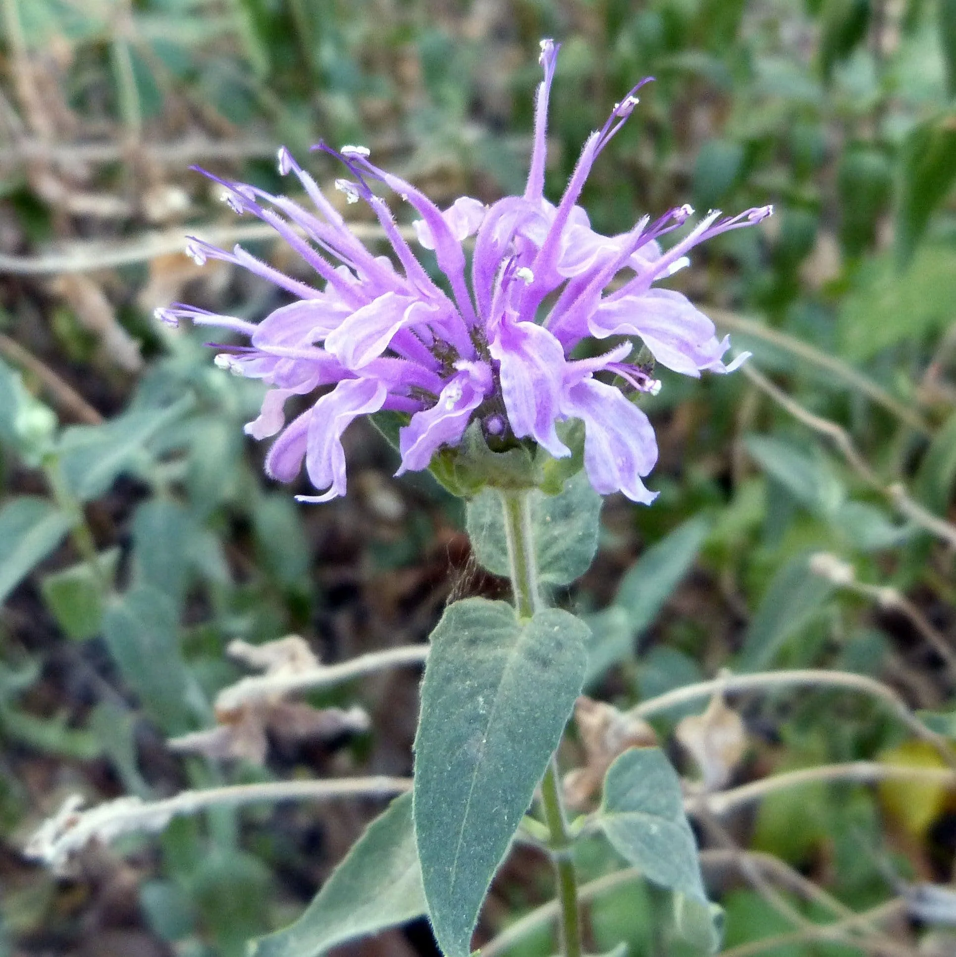Bee Balm, Sugar Buzz® Blue Moon Bee Balm - Image 5