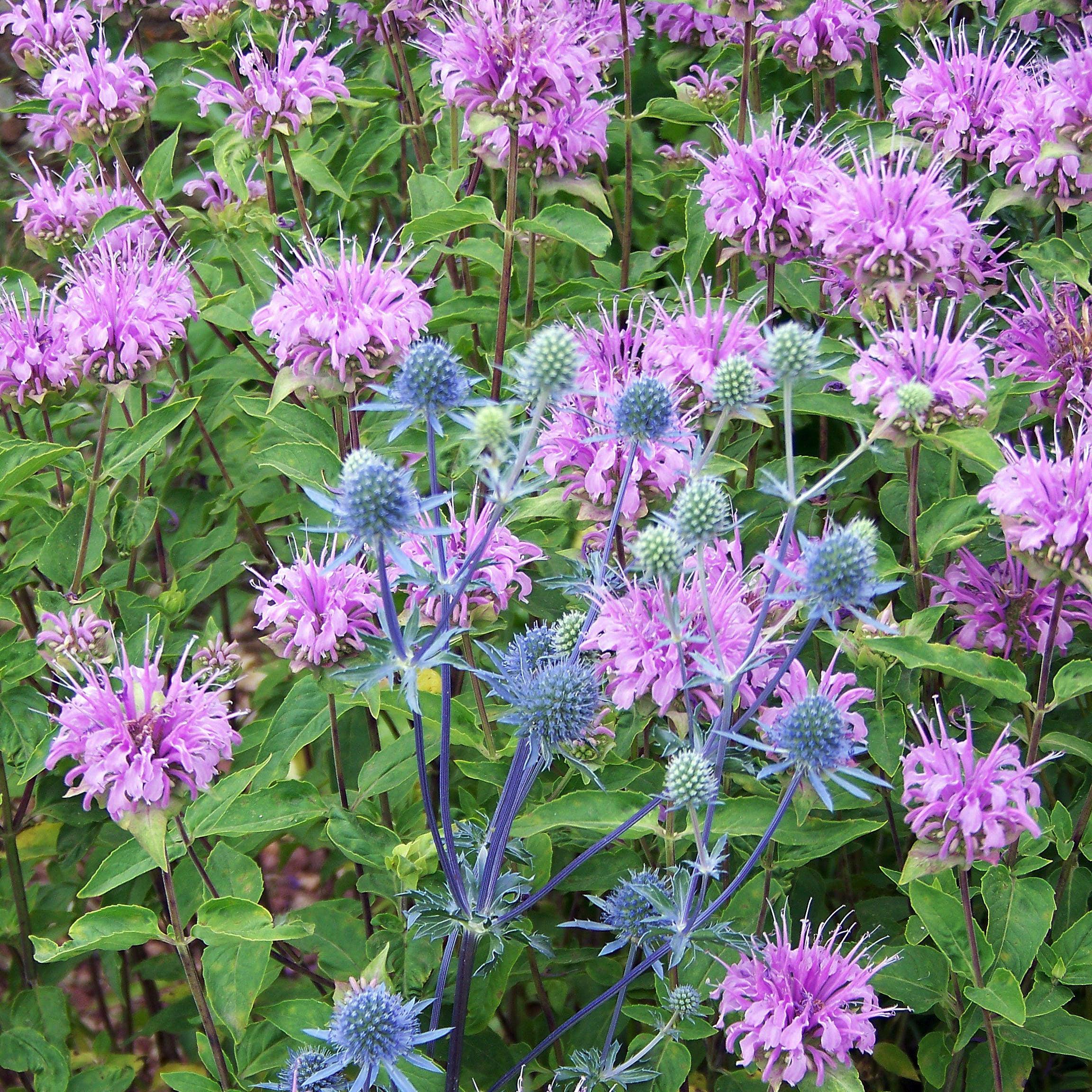 Bee Balm, Sugar Buzz® Blue Moon Bee Balm - Image 6