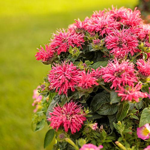 Bee Balm, Pardon My Cerise Bee Balm - Image 3