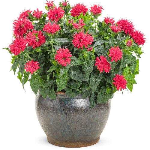 Bee Balm, Pardon My Cerise Bee Balm - Image 4