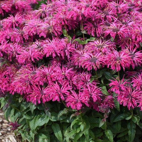Bee Balm, PW® Leading Lady Razzberry Bee Balm - Image 3