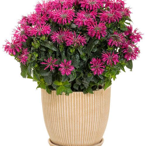 Bee Balm, PW® Leading Lady Razzberry Bee Balm - Image 4