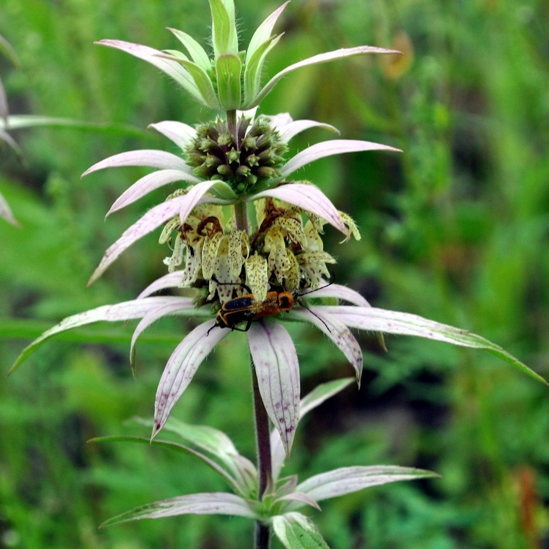 Bee Balm, Spotted Beebalm - Image 3