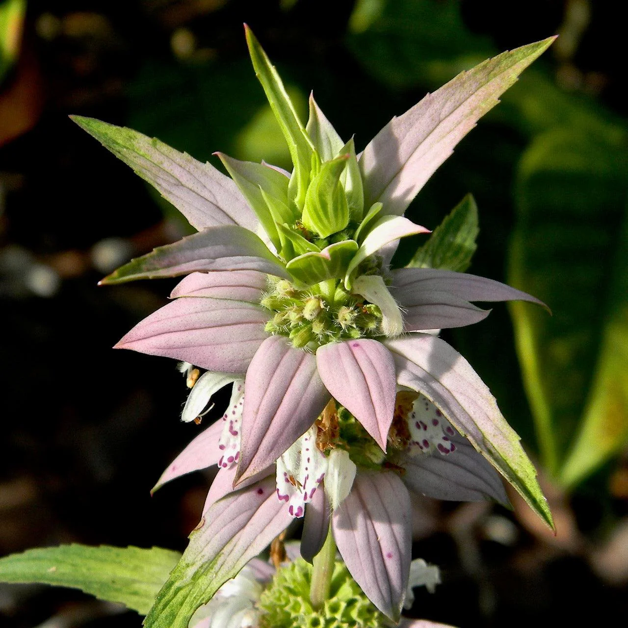 Bee Balm, Spotted Beebalm - Image 5