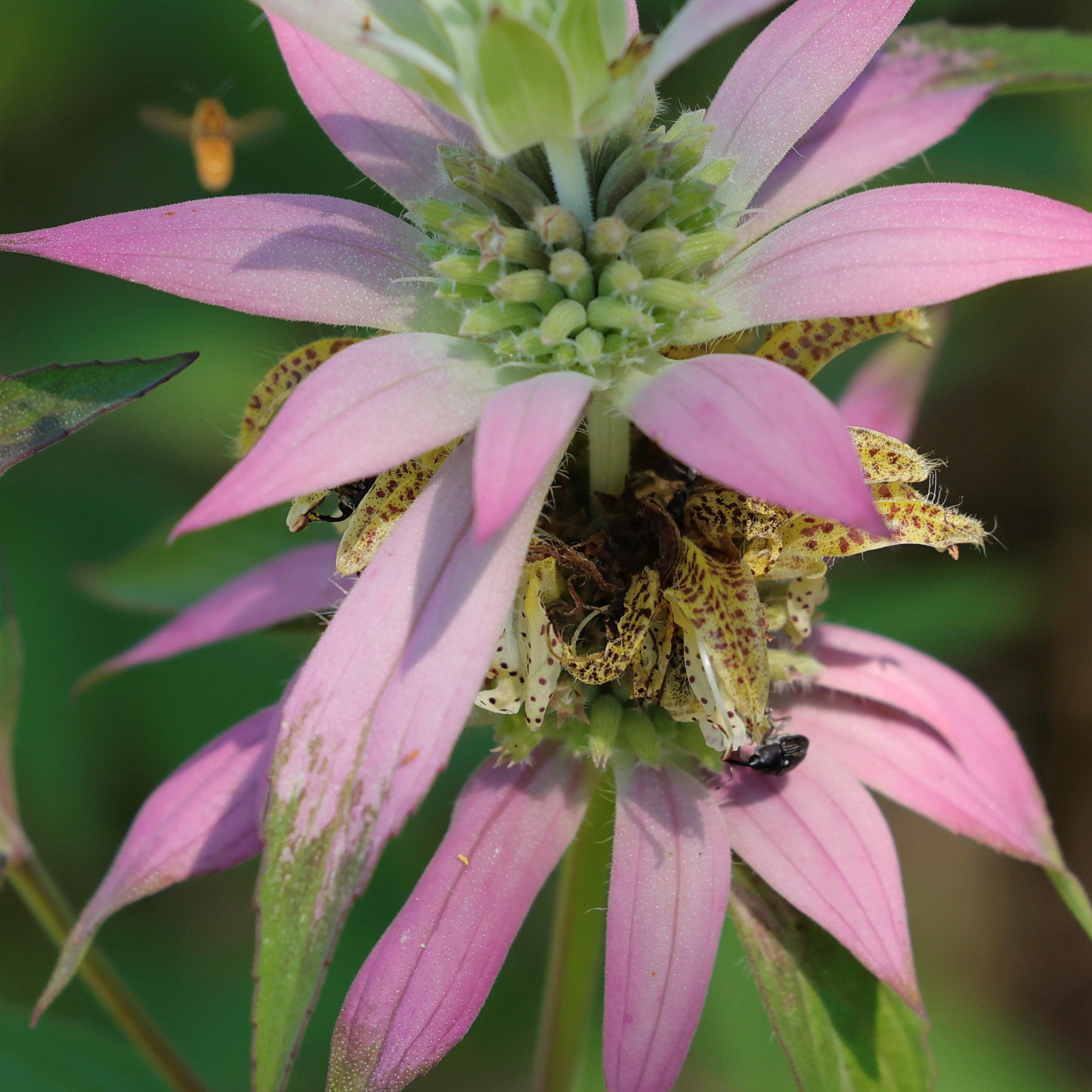 Bee Balm, Spotted Beebalm - Image 6