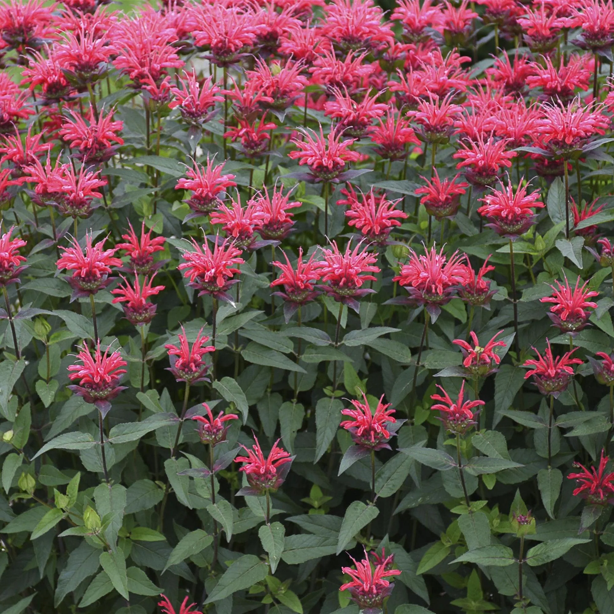 Bee Balm, PW® Upscale® Red Velvet Bee Balm - Image 3