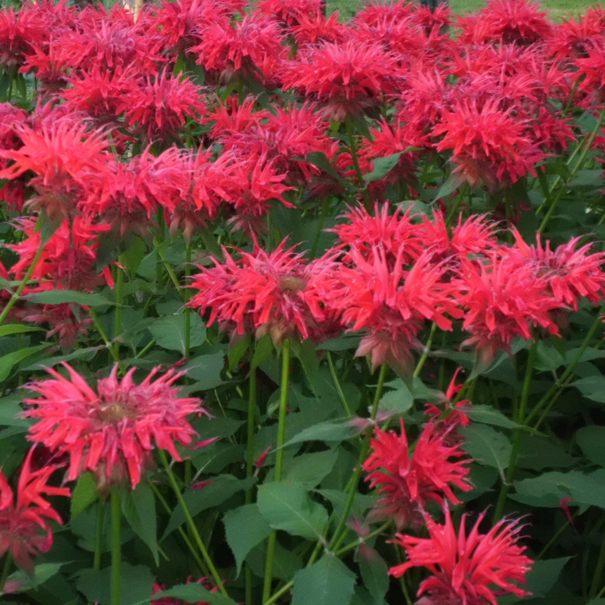 Bee Balm, Sugar Buzz® Cherry Pops Bee Balm - Image 3
