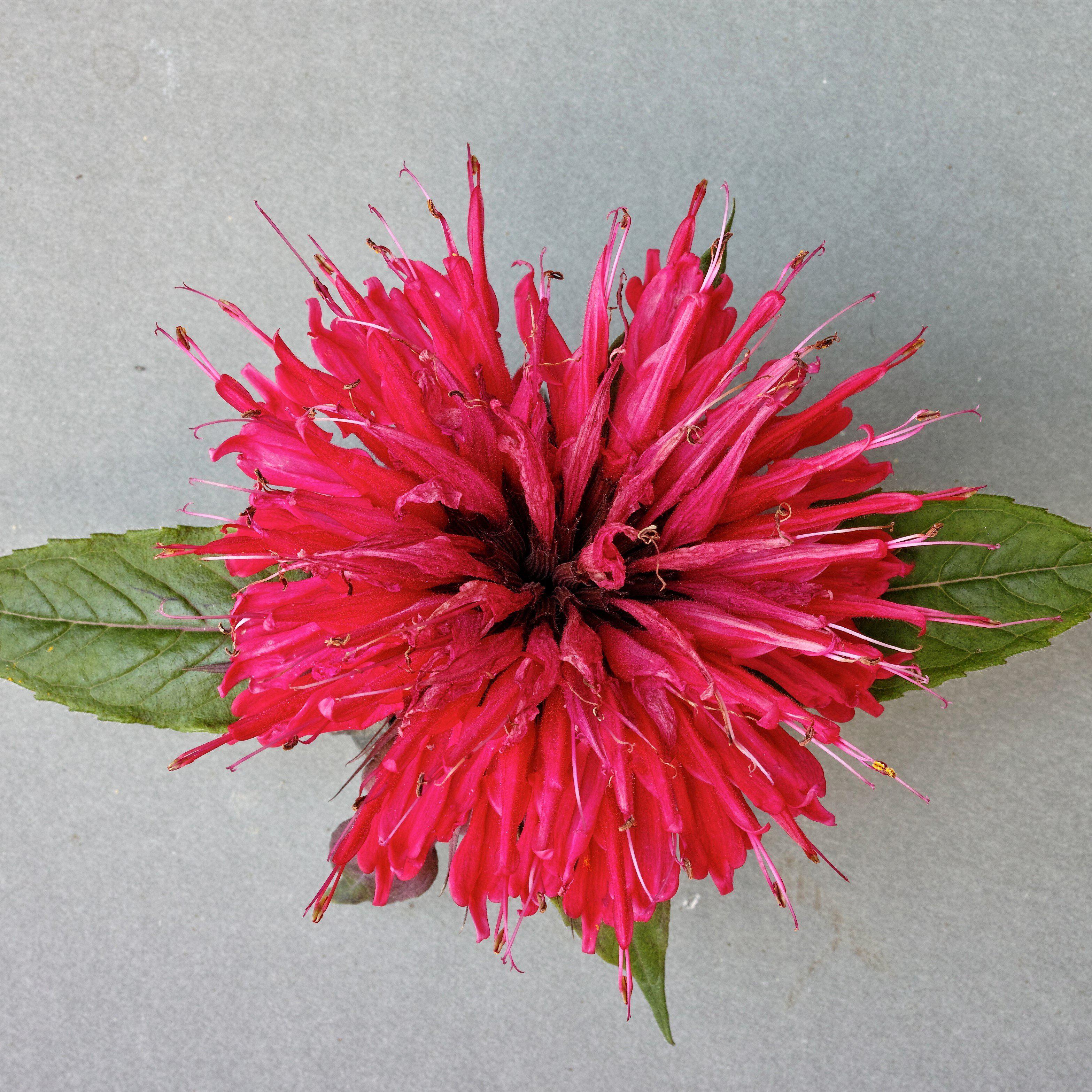 Bee Balm, Sugar Buzz® Cherry Pops Bee Balm - Image 4
