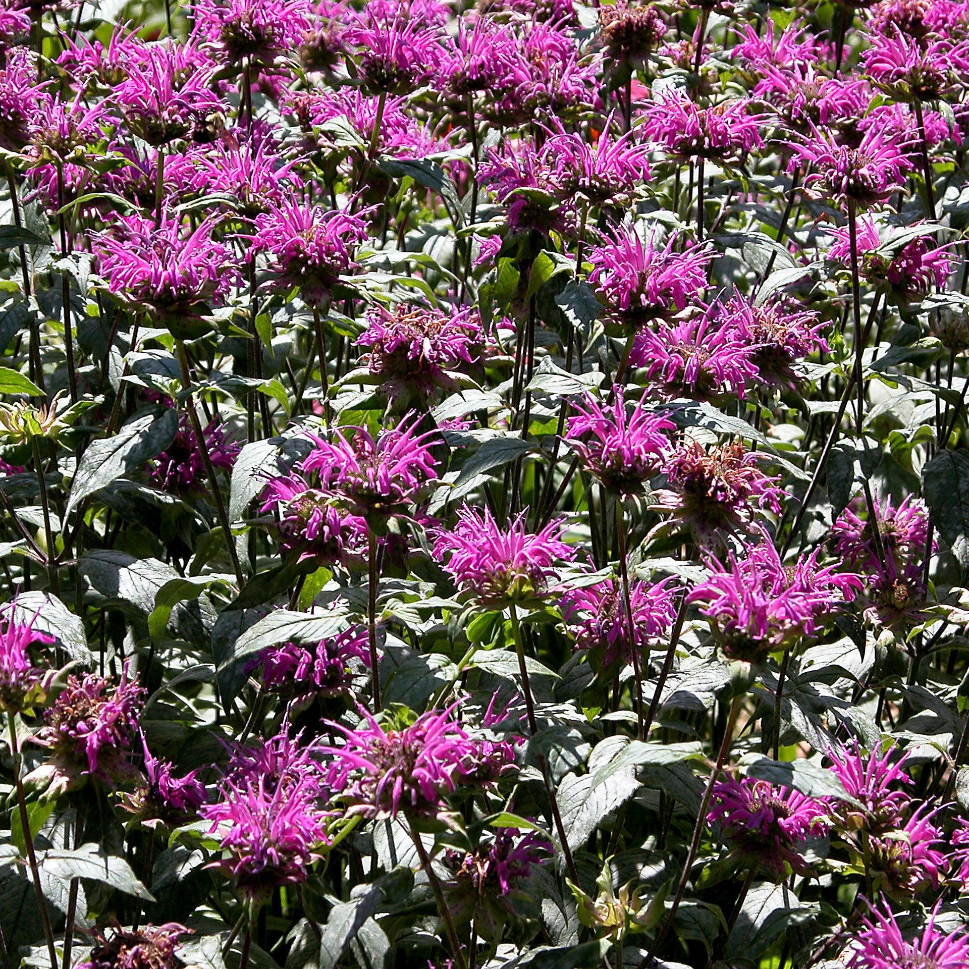 Bee Balm, Rockin' Raspberry Bee Balm - Image 3