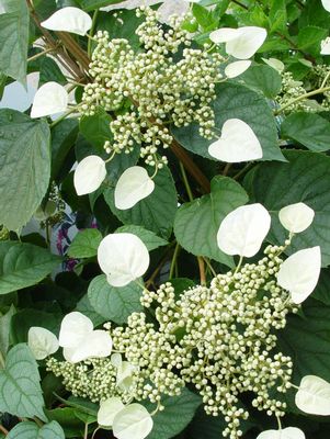False Hydrangea, Moonlight Climbing False Hydrangea