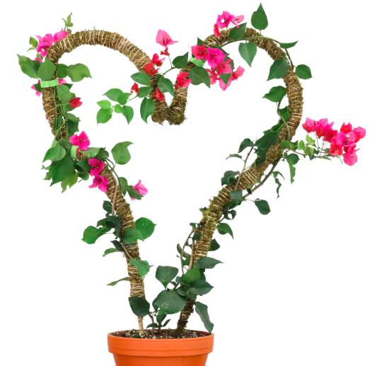 16" Bendable Moss Poles, 3pk - Image 2