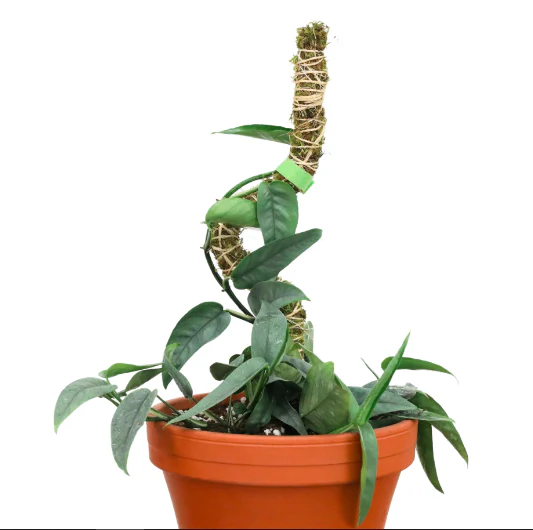 30" Bendable Moss Poles, 3pk - Image 3