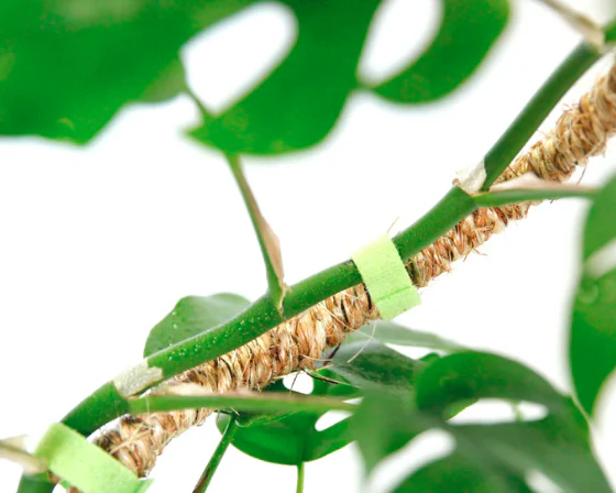 30" Bendable Coir Pole - Image 3
