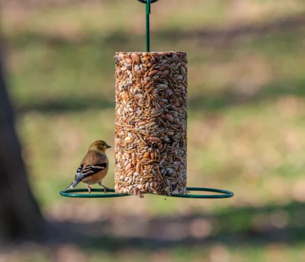 Mr. Bird Cylinder Feeder - Image 2