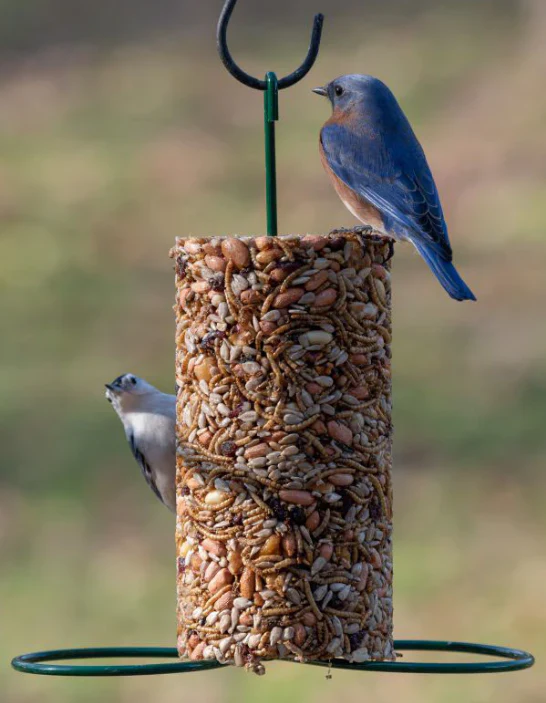 Mr. Bird Cylinder Feeder - Image 3