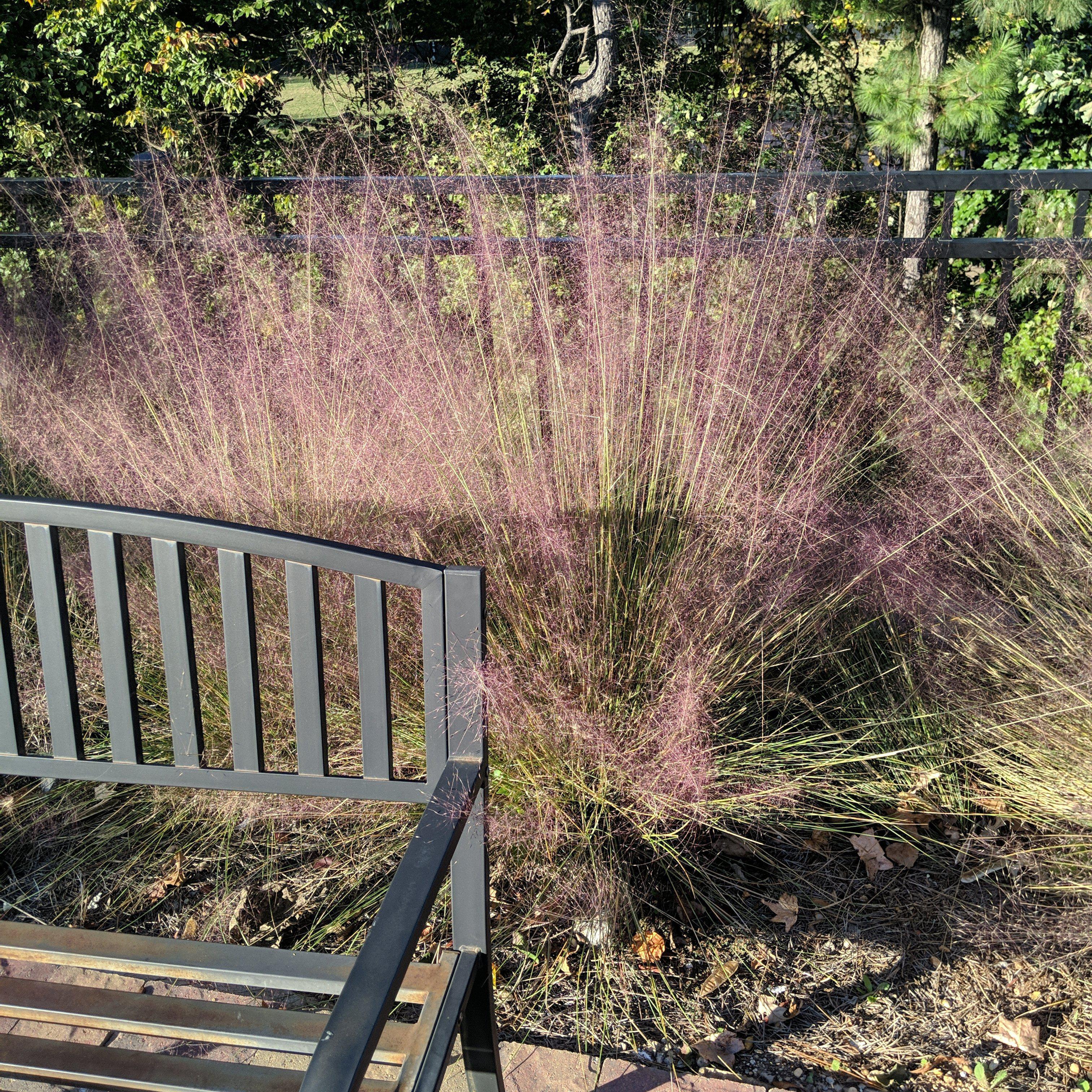 Grass, Pink Muhly Grass - Image 3