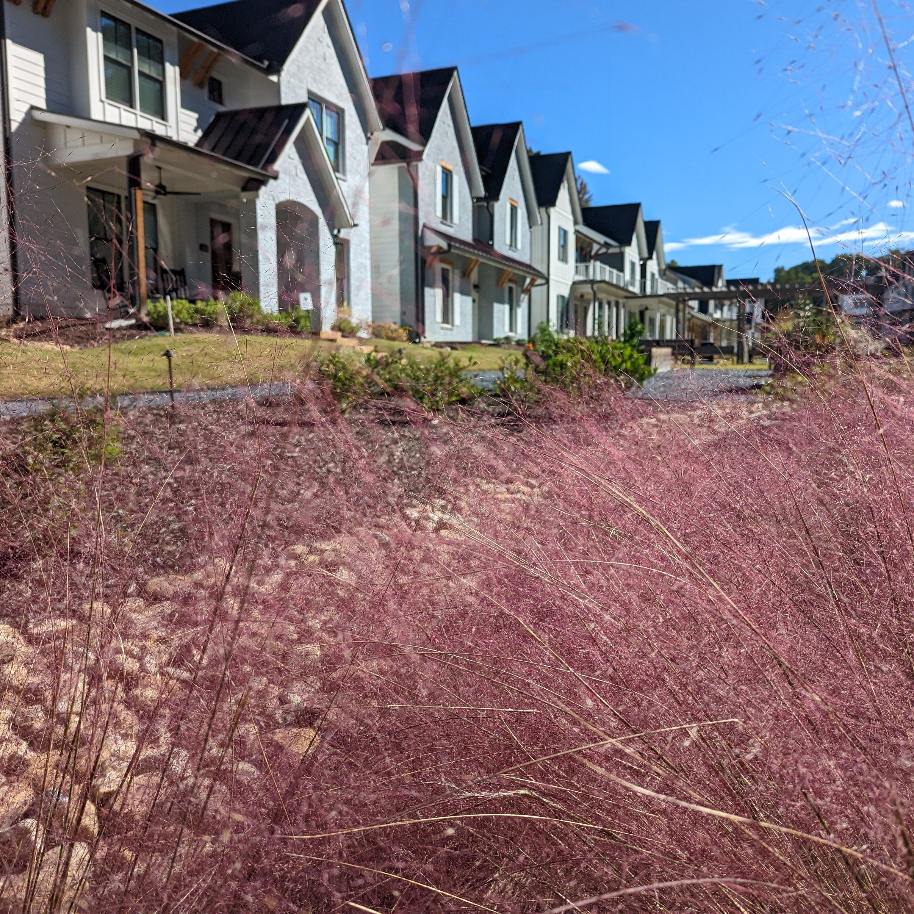 Grass, Pink Muhly Grass - Image 4