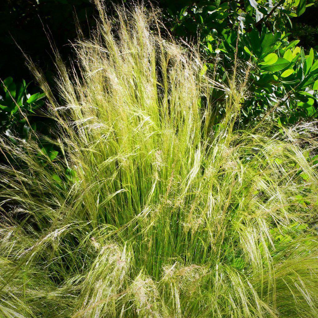 Grass, Mexican Feather Grass