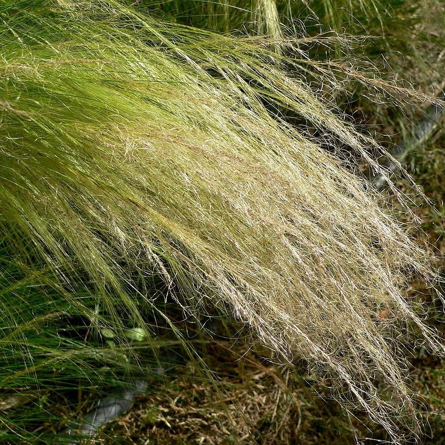 Grass, Mexican Feather Grass - Image 2