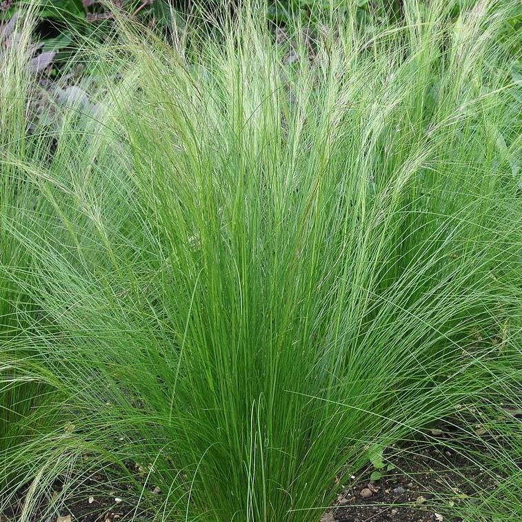 Grass, Mexican Feather Grass - Image 3