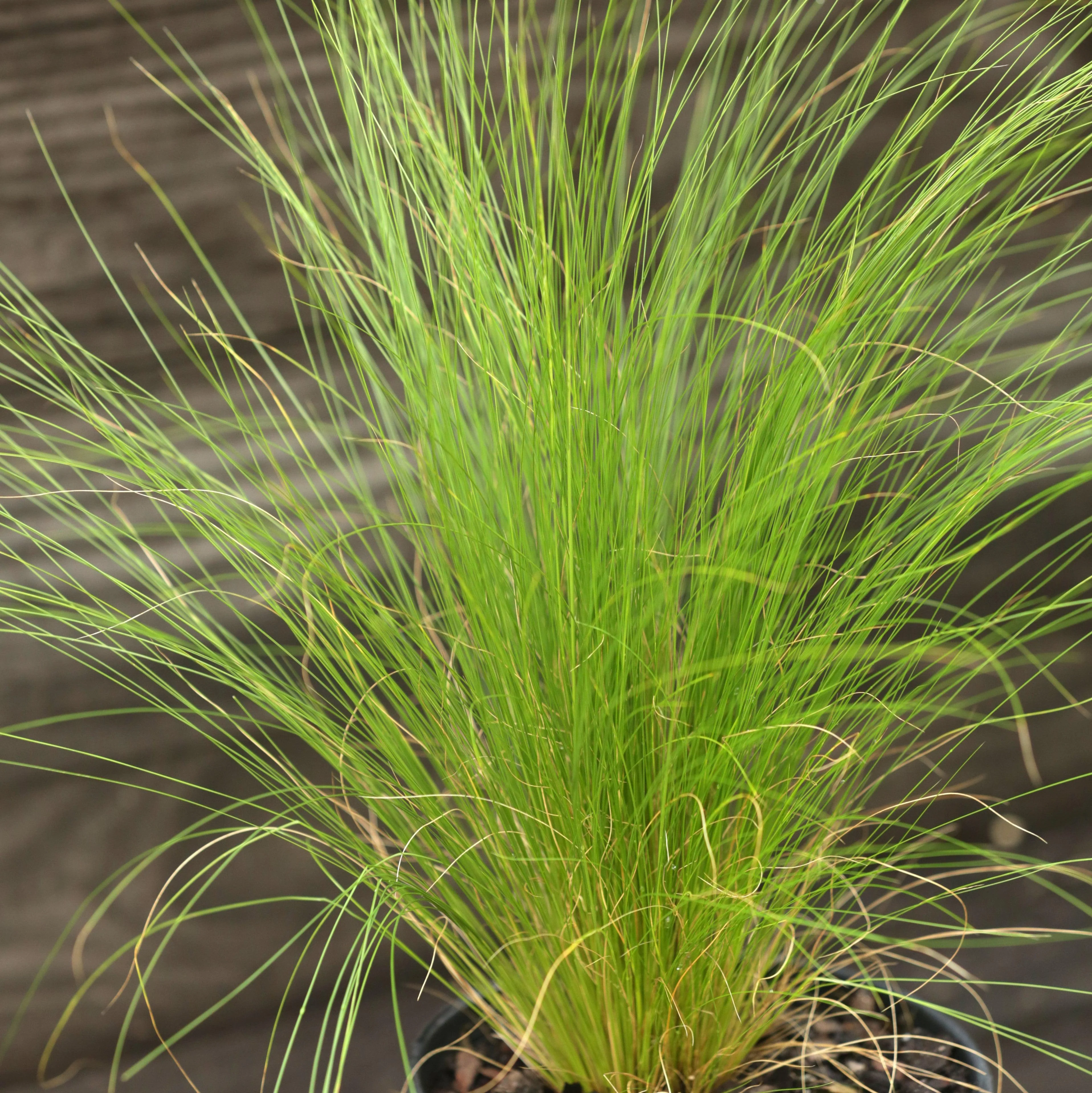 Grass, Mexican Feather Grass - Image 4