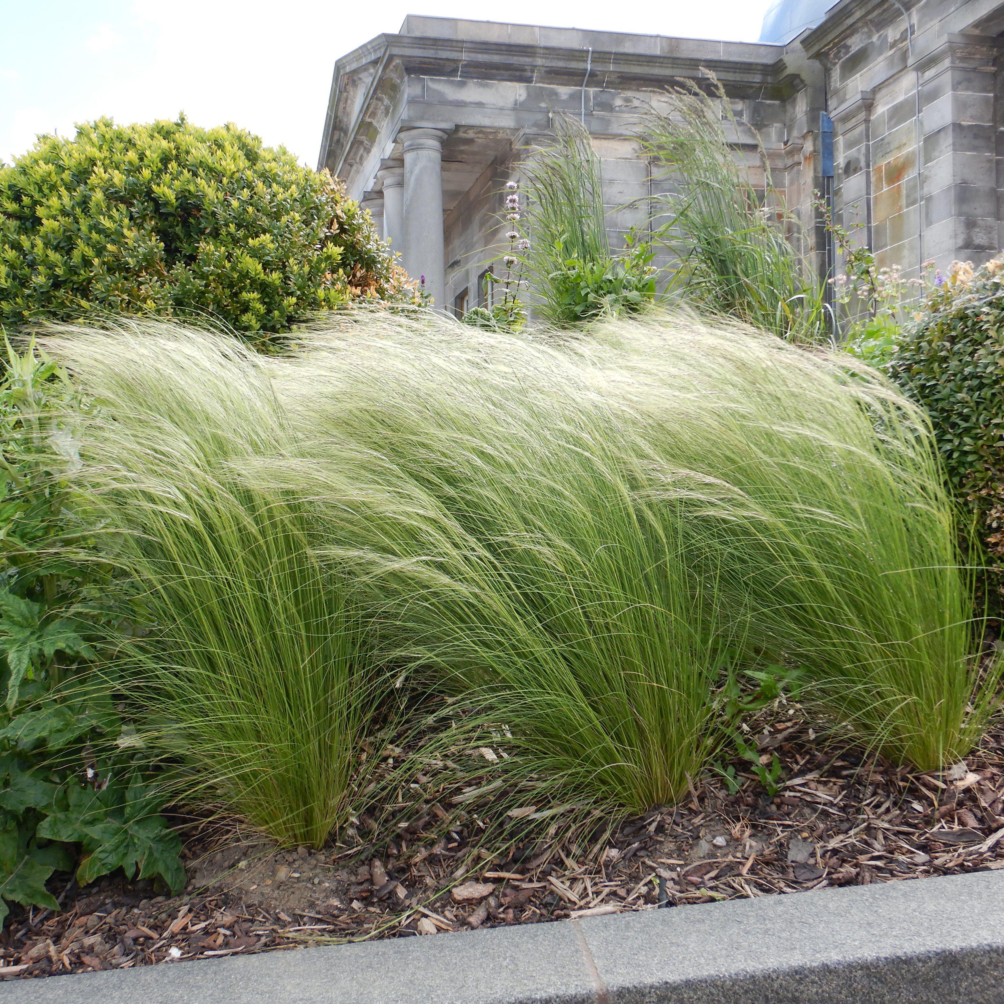 Grass, Mexican Feather Grass - Image 5