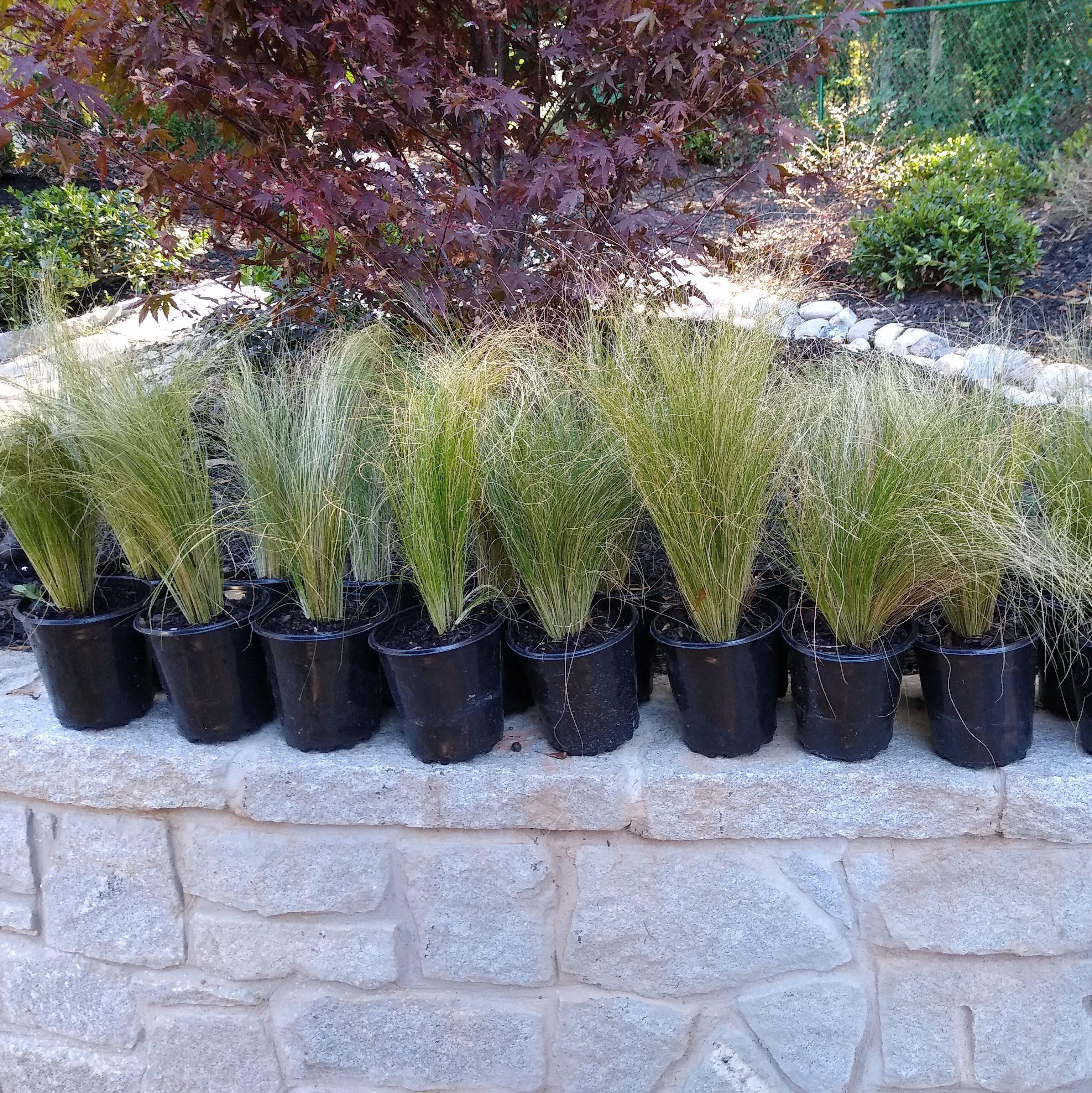 Grass, Mexican Feather Grass - Image 6