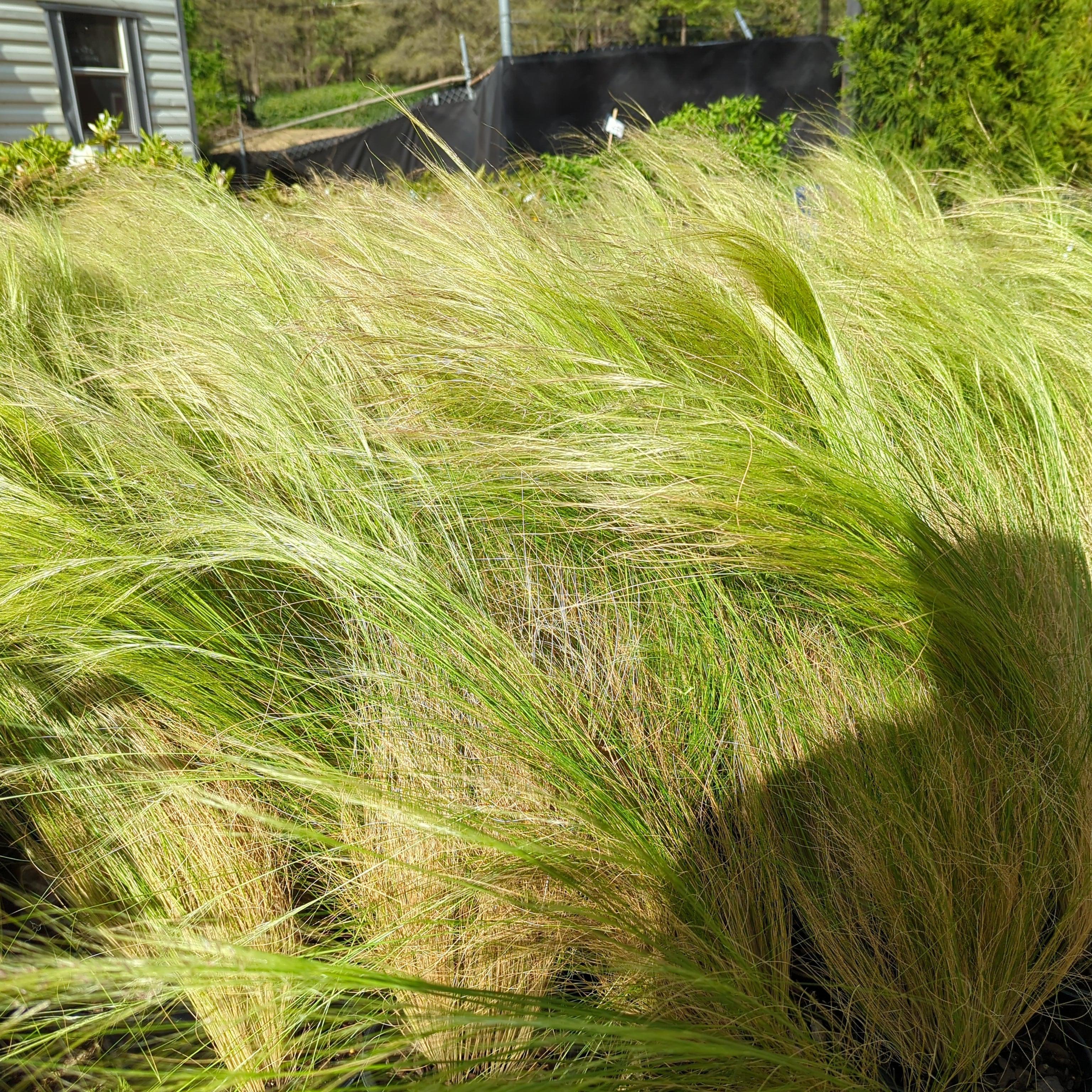 Grass, Mexican Feather Grass - Image 7