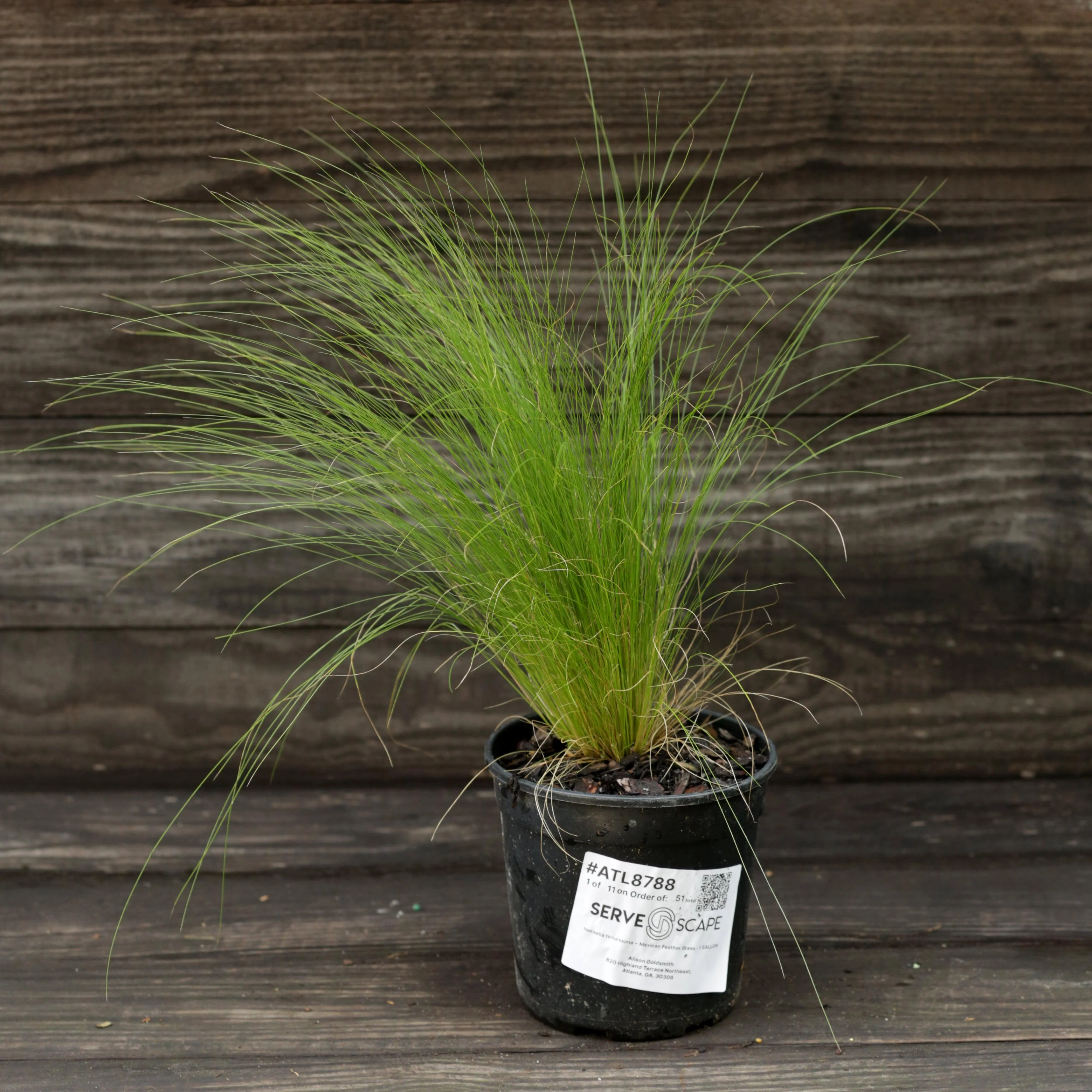 Grass, Mexican Feather Grass - Image 8